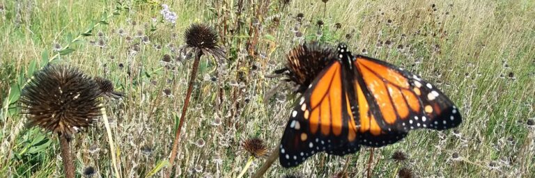 Biodiversity at Toledo Zoo